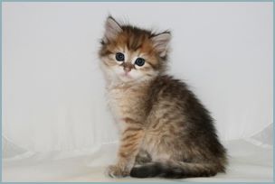 Male Siberian Kitten from Deedlebug Siberians